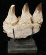 Mosasaur (Prognathodon) Jaw Section On Stand #16103-2